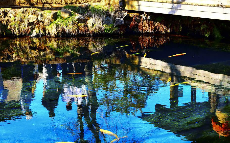 Wakuike Pond teems with koi at Oshino Hakkai, a UNESCO site at the base of Mount Fuji, April 27, 2023.