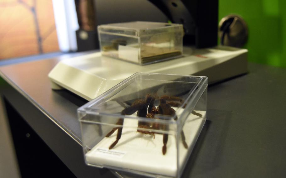 Visitors can get a close-up look at various preserved specimens, including this fearsome goliath birdeater spider, under a microscope at the Palatinate Museum of Natural History in Bad Duerkheim, Germany.