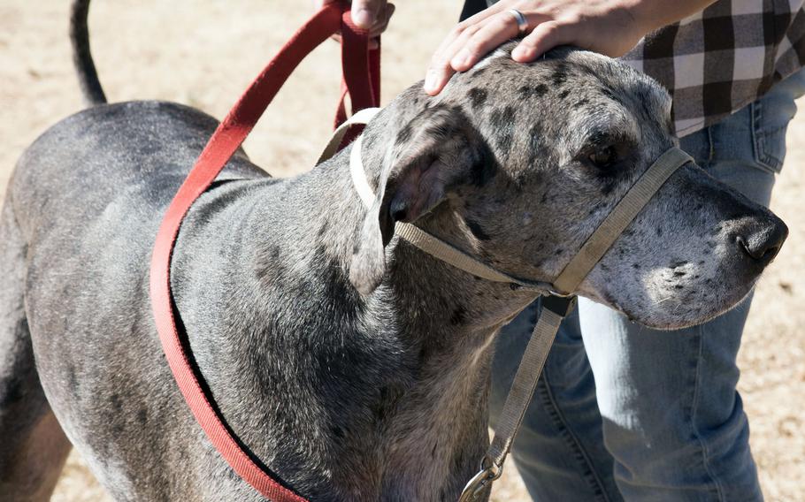 Senior Airman Avaunte Frizzell pets Henry, a 145-pound Great Dane, during a visit to a dog park at Yokota Air Base, Japan, Jan. 22, 2022. 