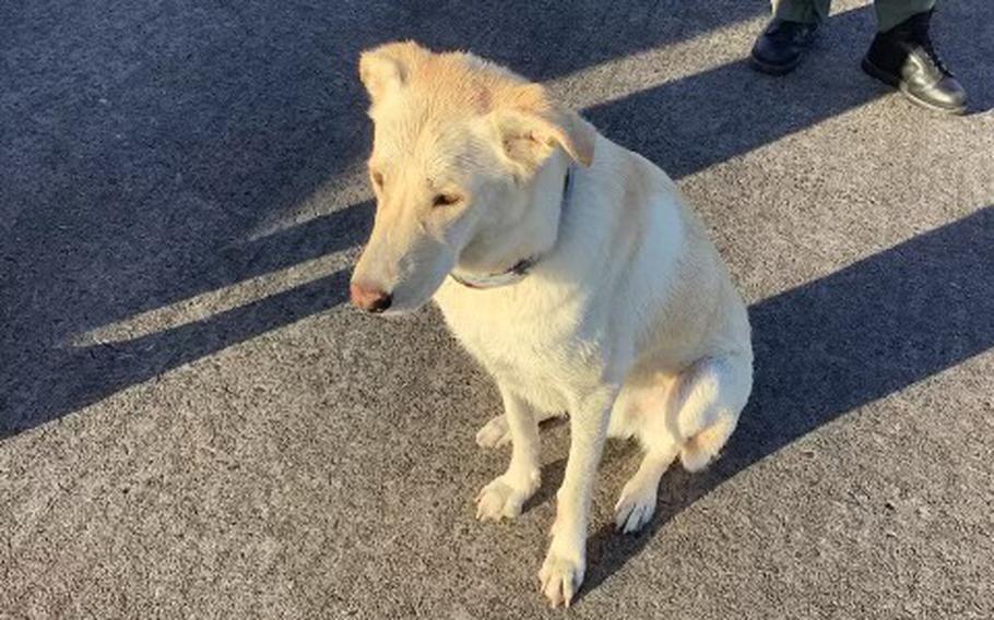 Two boaters and a dog named Reggie were on a 28-foot catamaran when their boat began taking on water on Monday, May 1, 2023, near the entrance of St. Simons Sound, the Coast Guard said in a tweet.