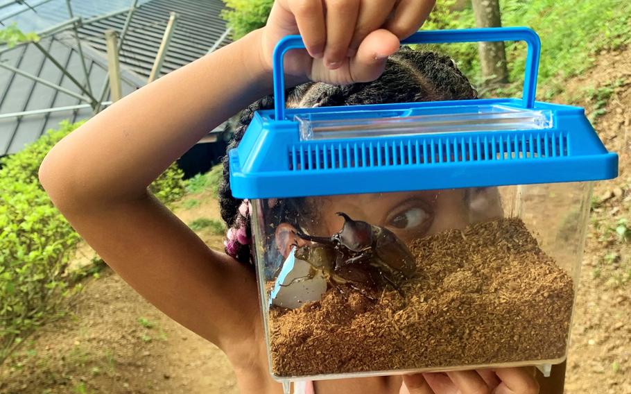 Catching bugs at Kamatsuzawa Leisure Farm in Saitama prefecture, Japan, July 24, 2022.