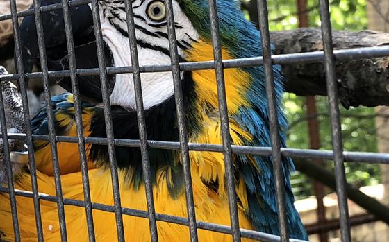 A parrot eagerly awaits a treat at Vogelburg in Weilrod, Germany. The park is a refuge for exotic birds once owned as pets.
 