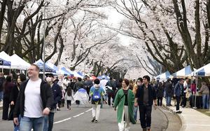 People stroll beneath the cherry blossoms during the Sakura Spring Festival at Yokota Air Base, Japan, Saturday, April 6, 2024.
