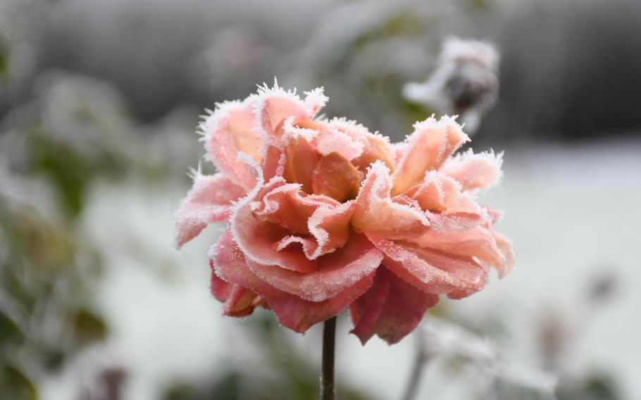 A frozen rose from the Appleby Rose Garden Dec. 13, 2022. The rose garden is named after John Appleby, who served in the U.S. Army Air Force during World War II, and donated royalties from his book Suffolk Summer, which helped bring the rose garden to life.