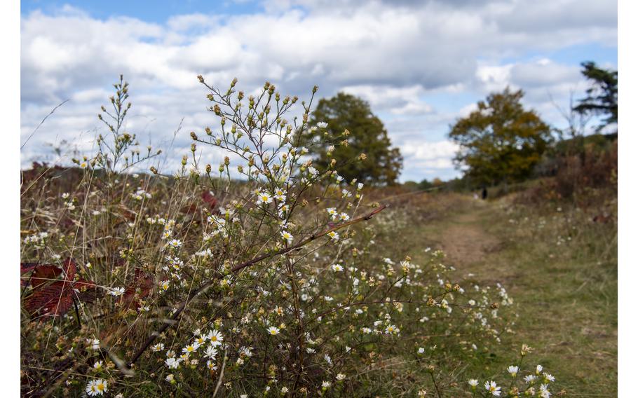 Wild flowers are seen in a field in the Shenandoah National Park, Virginia. The Farm Service Agency has reported that foreign persons and businesses had stakes in about 40 million acres of agricultural land as of Dec 31, 2021. That’s 3.1% of all privately held agriculture land and 1.8% of all land.