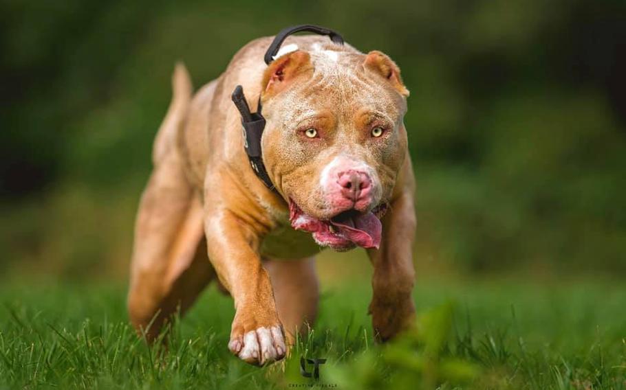 Over the last two years, at least five people in the U.K. have been killed by American XL bully dogs, prompting no less than the prime minister himself to come forward with a plan to control the dogs. The upshot of Prime Minister Rishi Sunak’s policy is that they will have to be registered, neutered, muzzled in public and insured, with an eventual ban to follow.