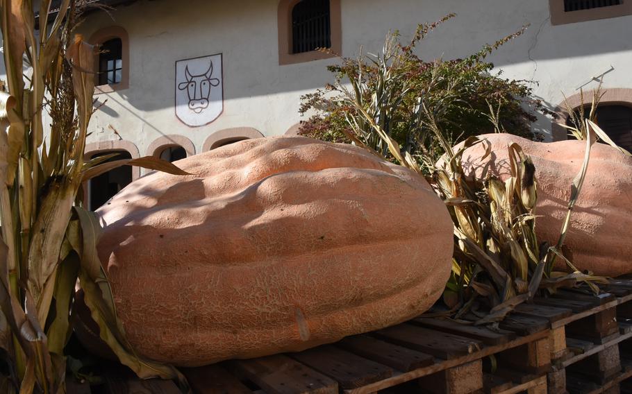 Giant pumpkins are displayed at Hitscherhof farm in Massweiler, Germany. The country farm sells numerous varieties of pumpkins, squash and gourds for eating and decoration. Its farm shop is open through the end of October.