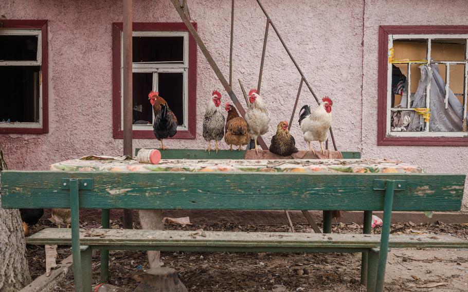 Roosters and chickens on a bench outside a shelled house in Dudchany.