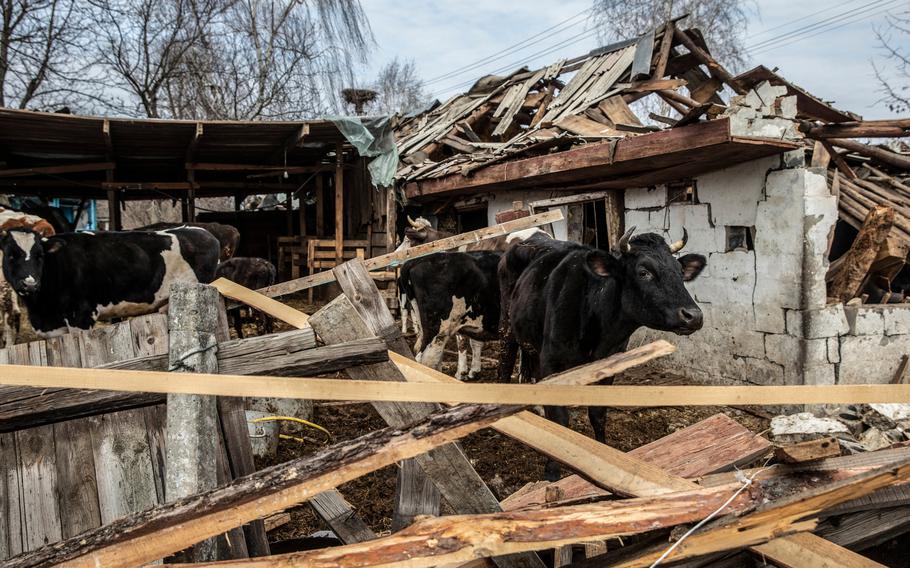 Livestock near a damaged shed at a farm on the outskirts of Brovary.