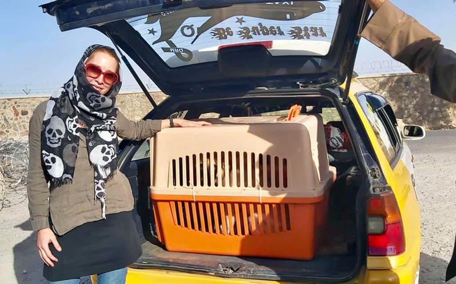 Charlotte Maxwell-Jones, founder of Kabul Small Animal Rescue, transports rescued dogs in Kabul, Afghanistan, in 2020.