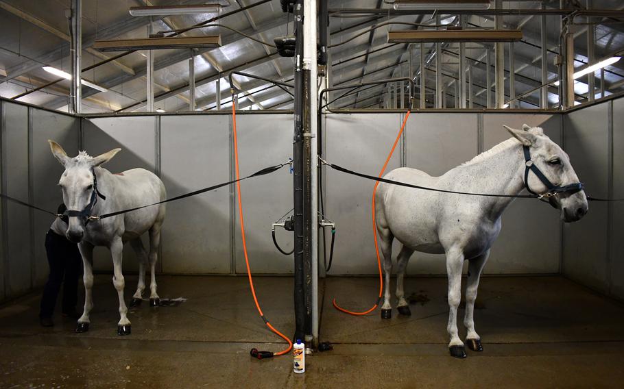 Two white mules stand in a stall