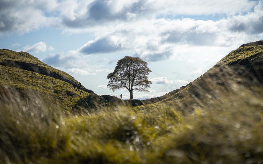The Sycamore Gap tree stood proudly in northeast England next to Hadrian’s Wall, an ancient boundary that once divided Roman Britannia and Caledonia. On the morning of Sept. 28, 2023, the tree was found in two pieces. It had been felled overnight in what the police believe was a deliberate act of vandalism.