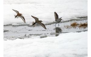 A dunlin and sandpipers search for food near Teshekpuk Lake in North Slope Borough, Alaska. MUST CREDIT: Bonnie Jo Mount/The Washington Post.