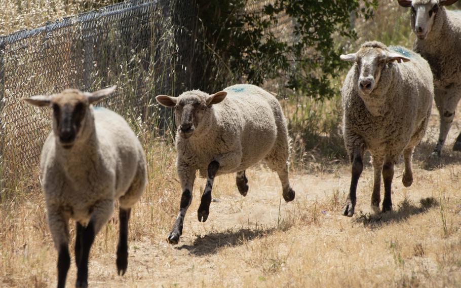 Sheep are released to graze at Travis Air Force Base, Calif., on May 31, 2023. Wildlife biologists with the base's 60th Civil Engineer Squadron use a flock of approximately 600 sheep to clear overgrown grass and weeds, and more sheep are expected soon.
