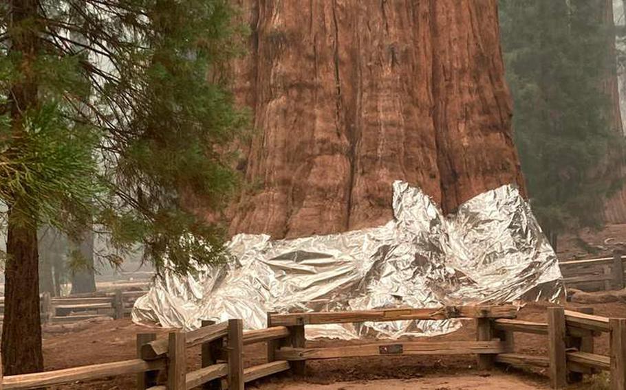 The General Sherman Tree in Sequoia National Park wrapped in aluminum.