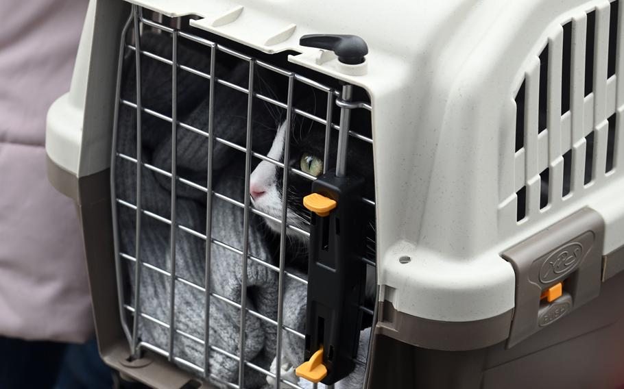 Romeo, the Heckard family cat, looks out of his carrier after arriving with Raymond, Irina and Maria Heckard at a transit site for refugees near the border crossing with Ukraine at Korczowa, Poland, Feb. 27, 2022. The family made a 200-mile trip from their home in the city of Khmelnytskyi.