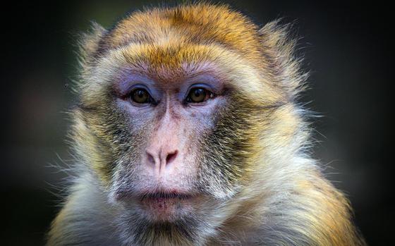 A close-up of a Japanese macaque.