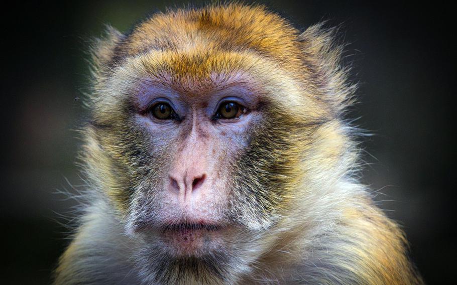 A close-up of a Japanese macaque.