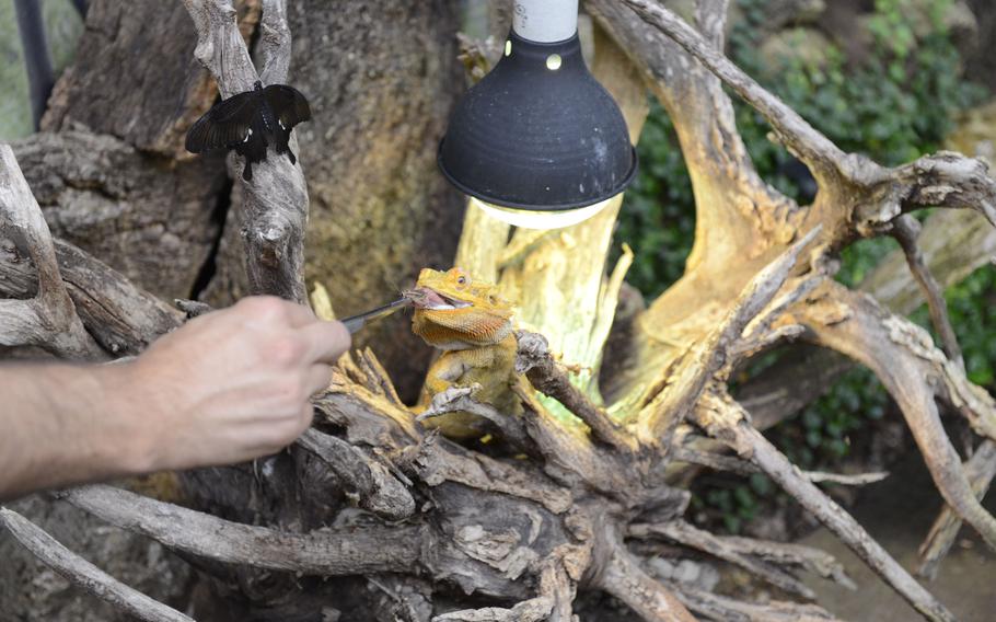 It's feeding time for this bearded dragon, a native of Australia, at the House of the Butterflies in Bordano, Italy. 