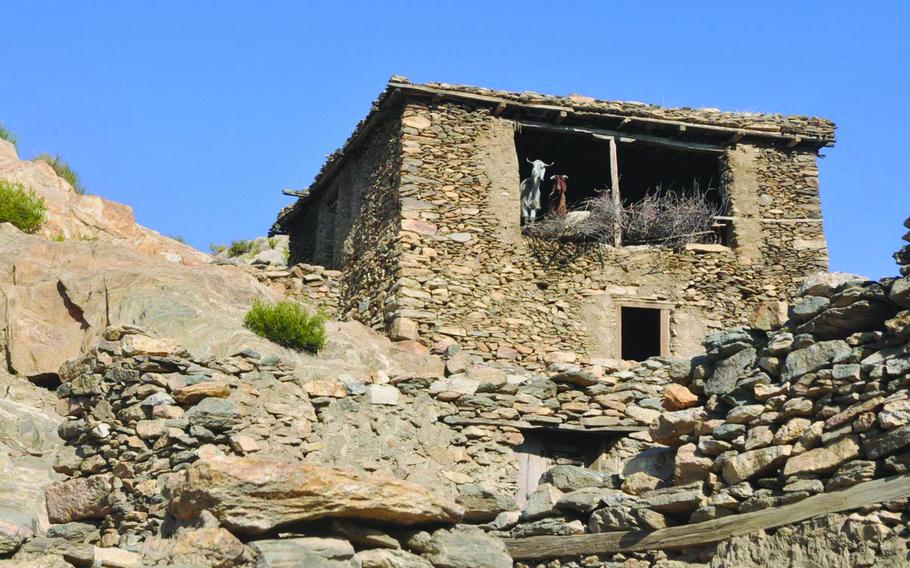 A pair of goats look on as U.S. and Afghan soldiers conducting a search mission move through the village of Barbar, a suspected Taliban enclave in eastern Afghanistan's Kunar province. 