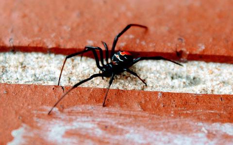 Close-up view of a black spider with a red spot on its back crawling across bricks.