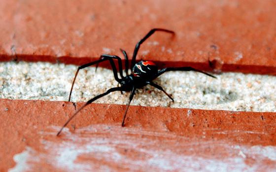 Close-up view of a black spider with a red spot on its back crawling across bricks.