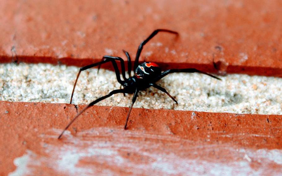 Close-up view of a black spider with a red spot on its back crawling across bricks.