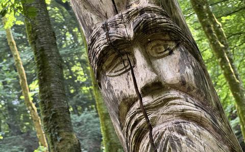 A man’s face carved into a tree trunk.
