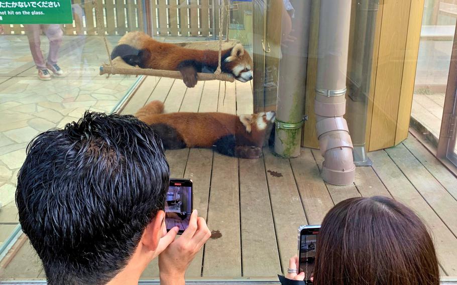 Aqua Museum visitors take videos of two napping red pandas at Yokohama Hakkeijima Sea Paradise near Yokohama, Japan, Oct. 1, 2023.