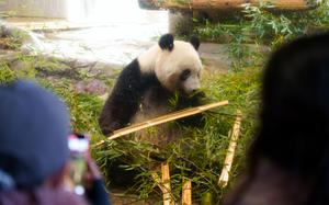 Xiang Xiang, a 5-year-old giant panda at Ueno Zoological Gardens, will be sent back to China on Feb. 21, 2023, under an agreement between Tokyo and Beijing.