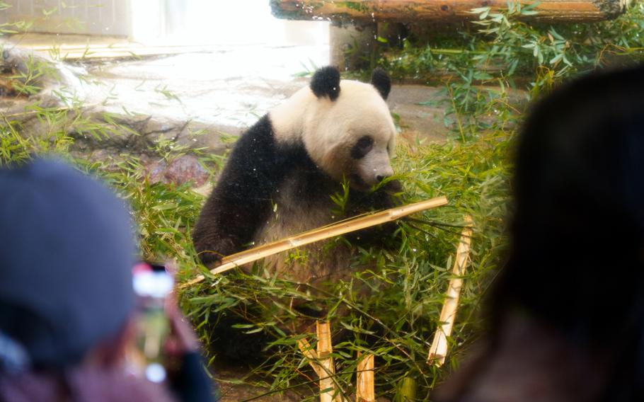 Xiang Xiang, a 5-year-old giant panda at Ueno Zoological Gardens, will be sent back to China on Feb. 21, 2023, under an agreement between Tokyo and Beijing.