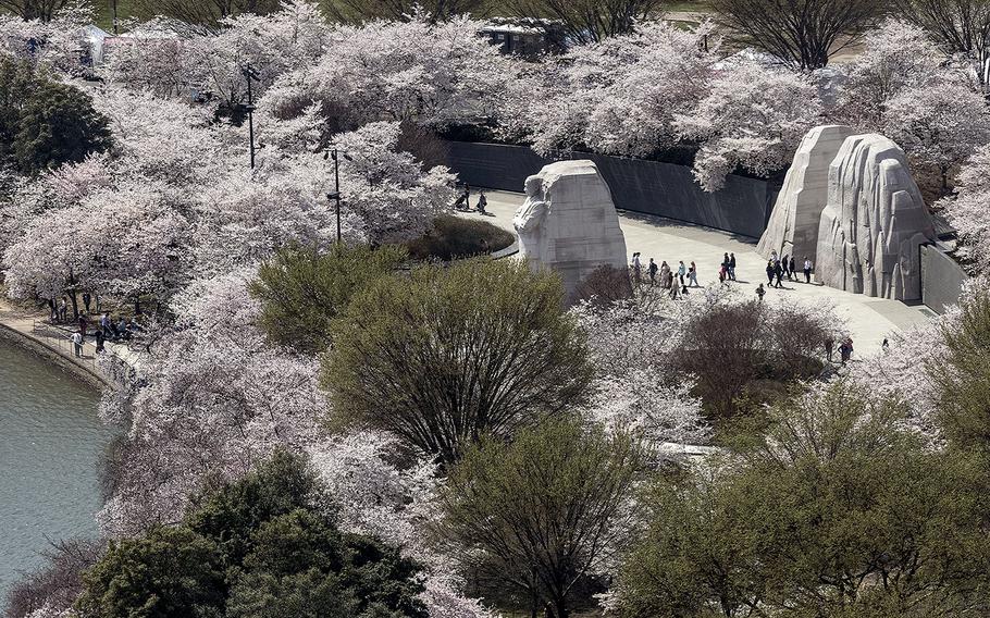 Cherry blossoms and the Martin Luther King, Jr. Memorial at the Tidal Basin in Washington, D.C., as seen from the Washington Monument on 
March 23, 2023.