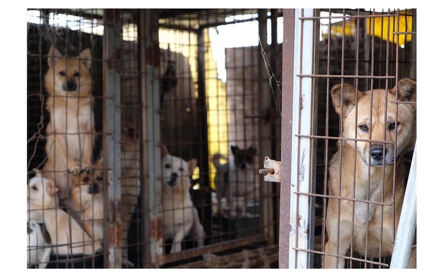 Dogs are locked up in cages at a dog meat farm in Seosan, South Korea. 