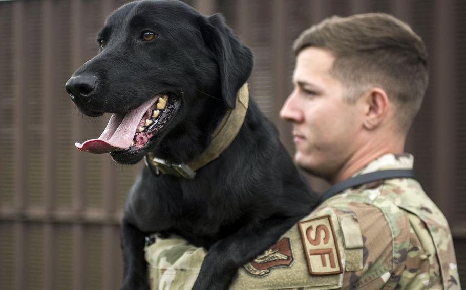 Tech. Sgt. Seth Shannon, the 374th Security Forces Squadron’s kennel master, holds military working dog Allie at Yokota Air Base, Japan, June 25, 2021. 