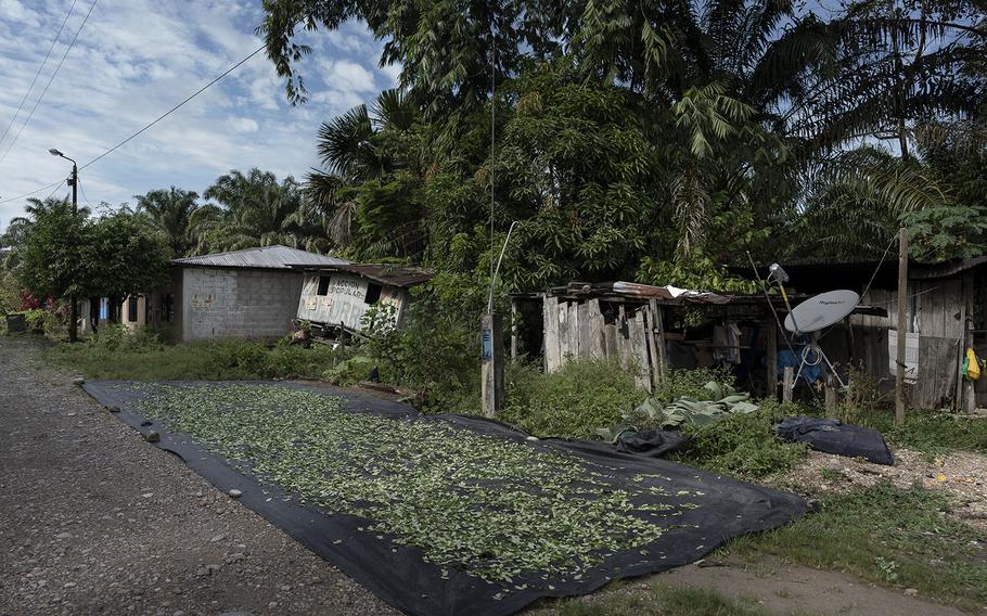 Coca leaves dry in the sun in Yamino, Peru.