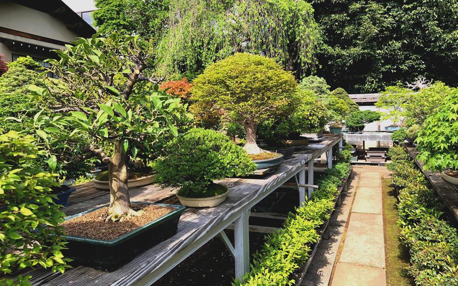 Row after row of varying shapes and varieties of bonsai tree await inspection at a nursery just outside the bonsai neighborhood in Omiya, Japan. 