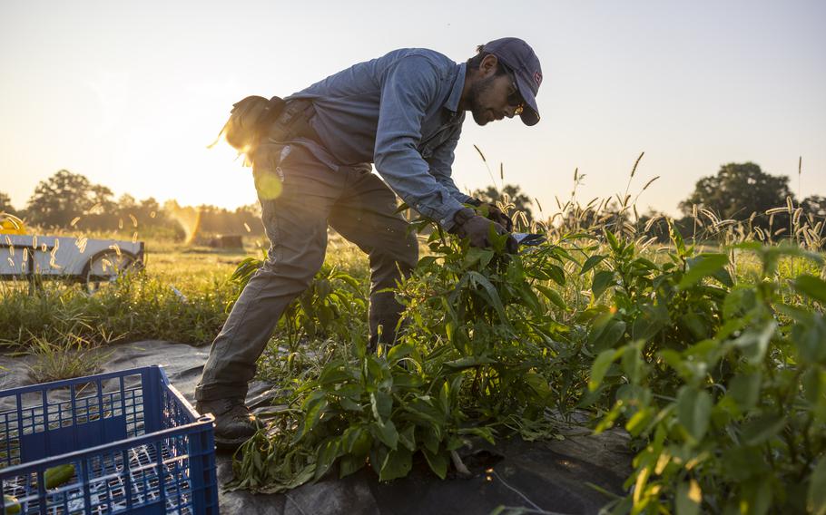 A man harvests peppers.