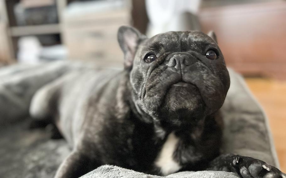 Soju, a 5-year-old French bulldog, died of heatstroke on a Patriot Express flight between Misawa Air Base, Japan, and Seattle.