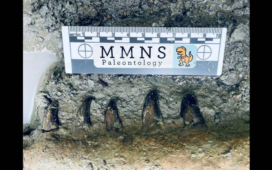 The well-preserved jaws still held teeth, despite advancing erosion in the ravine. 