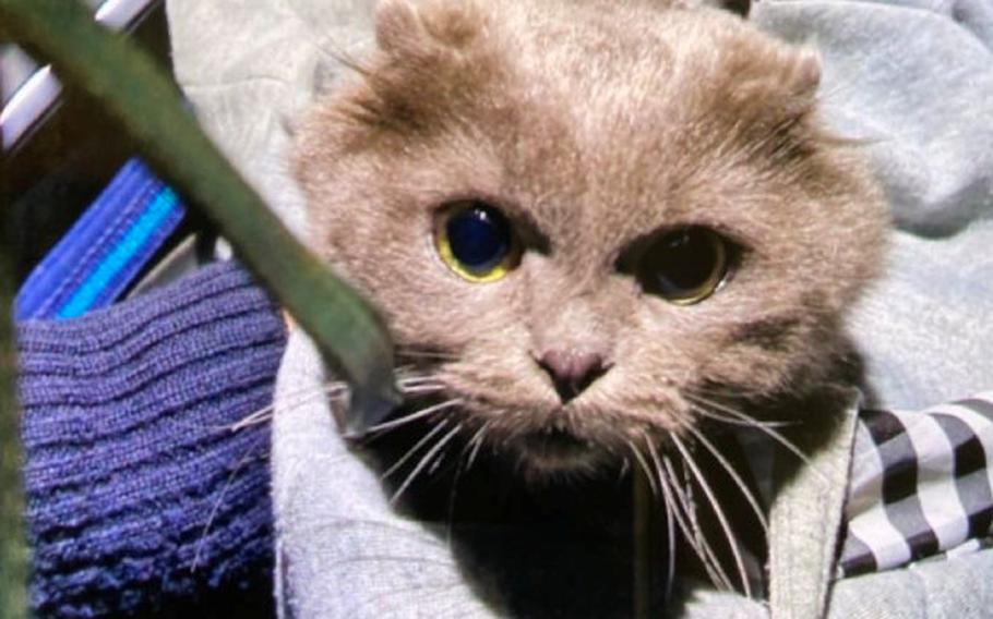 An abandoned kitten was found by police inside a bag and turned over to the Kaiserslautern animal shelter