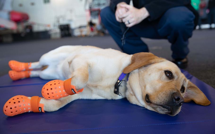 Sage is the first military facility working dog deployed on a U.S. Navy ship in modern times, says Cmdr. Genevieve Clark, a chaplain and Sage's primary handler. Clark completed 120 hours of training as a handler before the aircraft carrier USS Gerald R. Ford's deployment on May 2, 2023. 