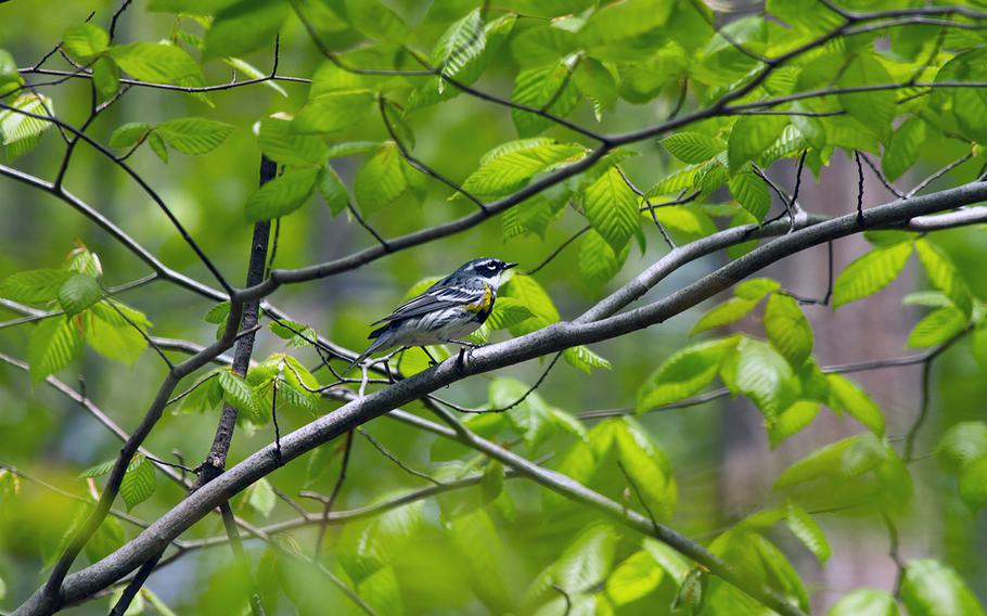 A migrating yellow-rumped warbler passes through Rock Creek Park in Washington, D.C. 