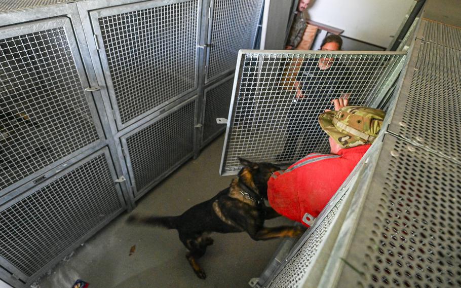 German police dog Ares bites Senior Airman Brandon Duncan in his hiding spot during a training exercise at Spangdahlem Air Base, Germany, on June 26, 2024.
