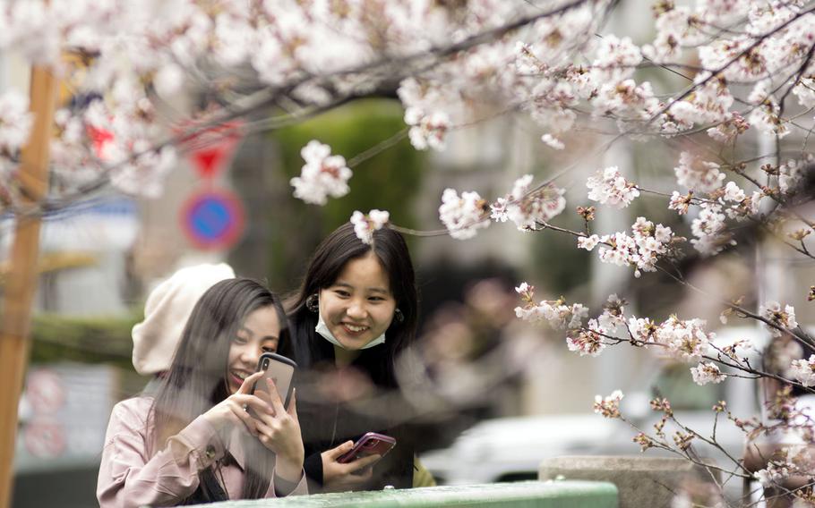 People photograph cherry blossoms along the Meguro River in central Tokyo, March 23, 2020.