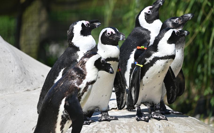 A portion of the penguin colony at the Metro Richmond Zoo in Richmond, Va. 