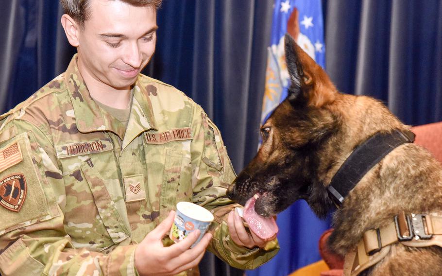Air Force Staff Sgt. Baily Hodgson feeds ice cream to Riko, a military working dog, during the canine’s retirement ceremony inside the Enlisted Club at Yokota Air Base, Japan, Oct. 11, 2023.