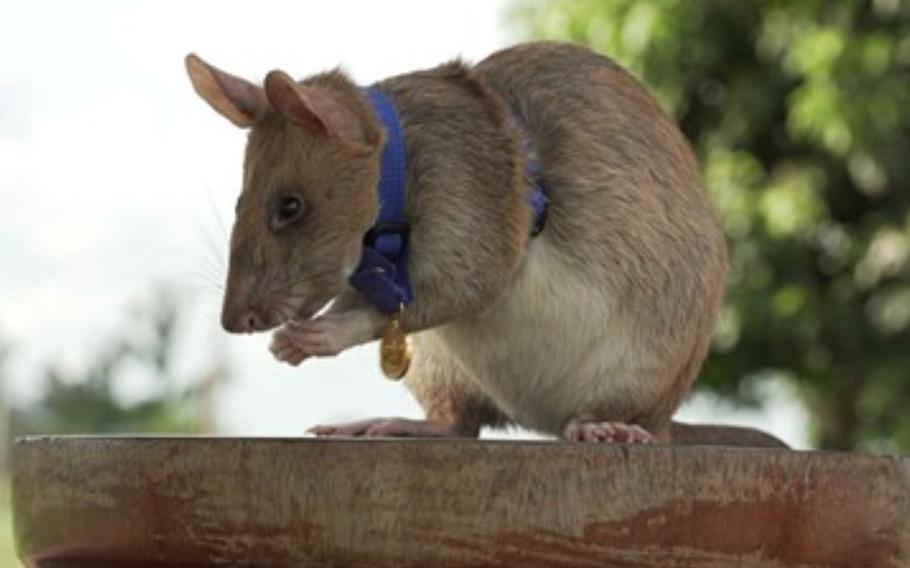 Magawa, a 6-year-old African pouched rat, has traversed the Southeast Asian nation to sniff out mines left behind after decades of war.