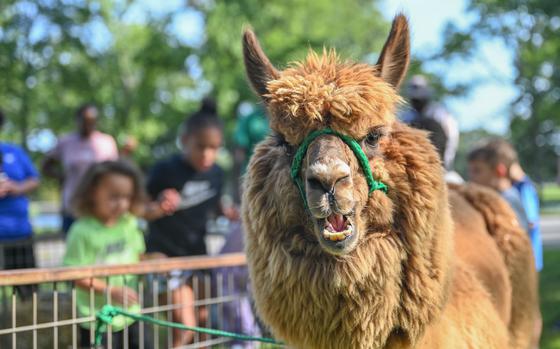 An alpaca enjoys the sunshine.
