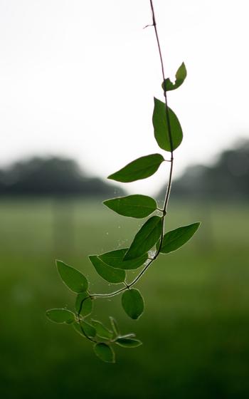 Yaupon leaves.
