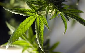 A close-up view of a leaf from a marijuana plant.